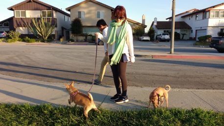 a young woman with 2 brown chihuahuas