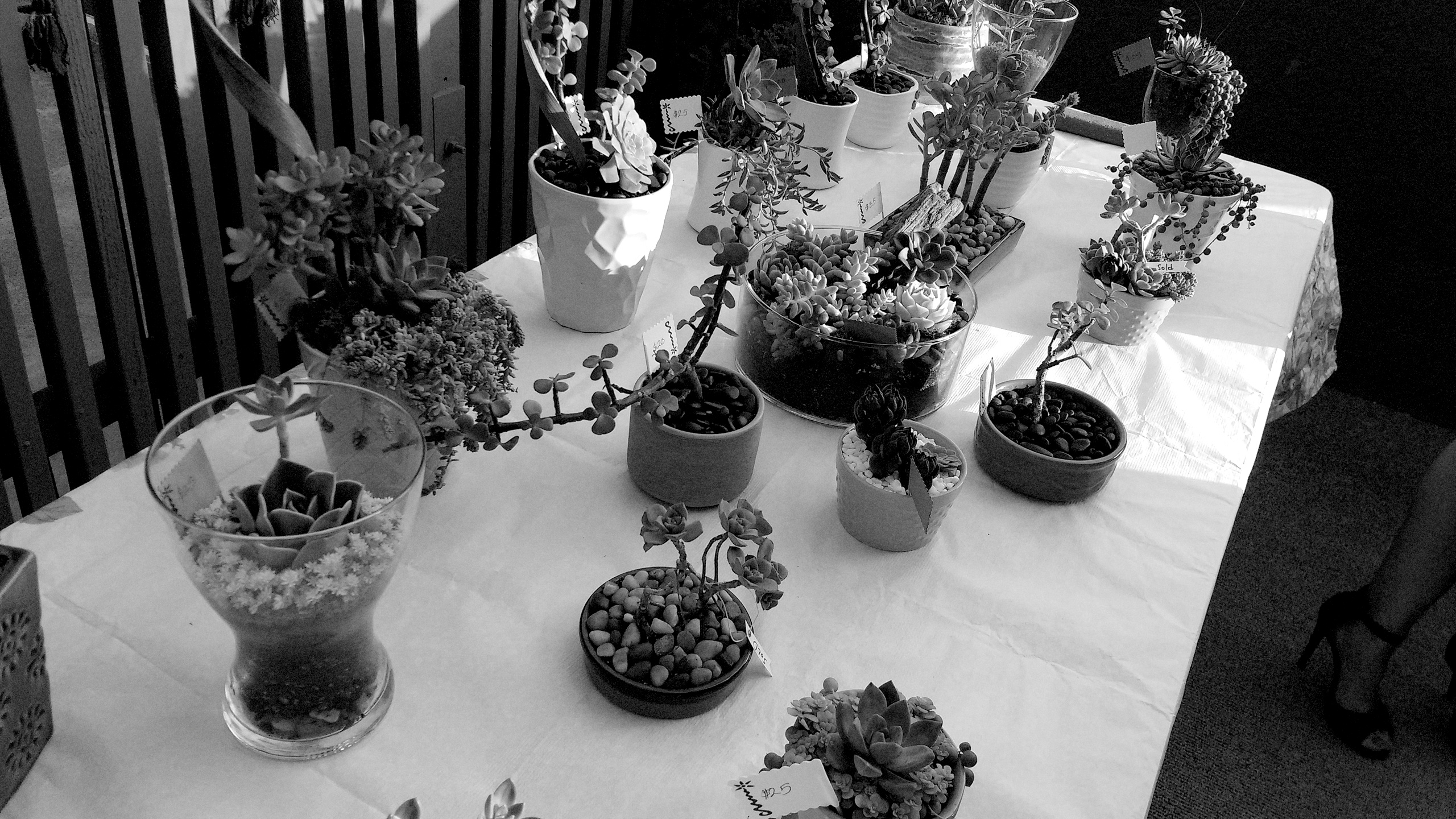 succulents in a variety of arrangements