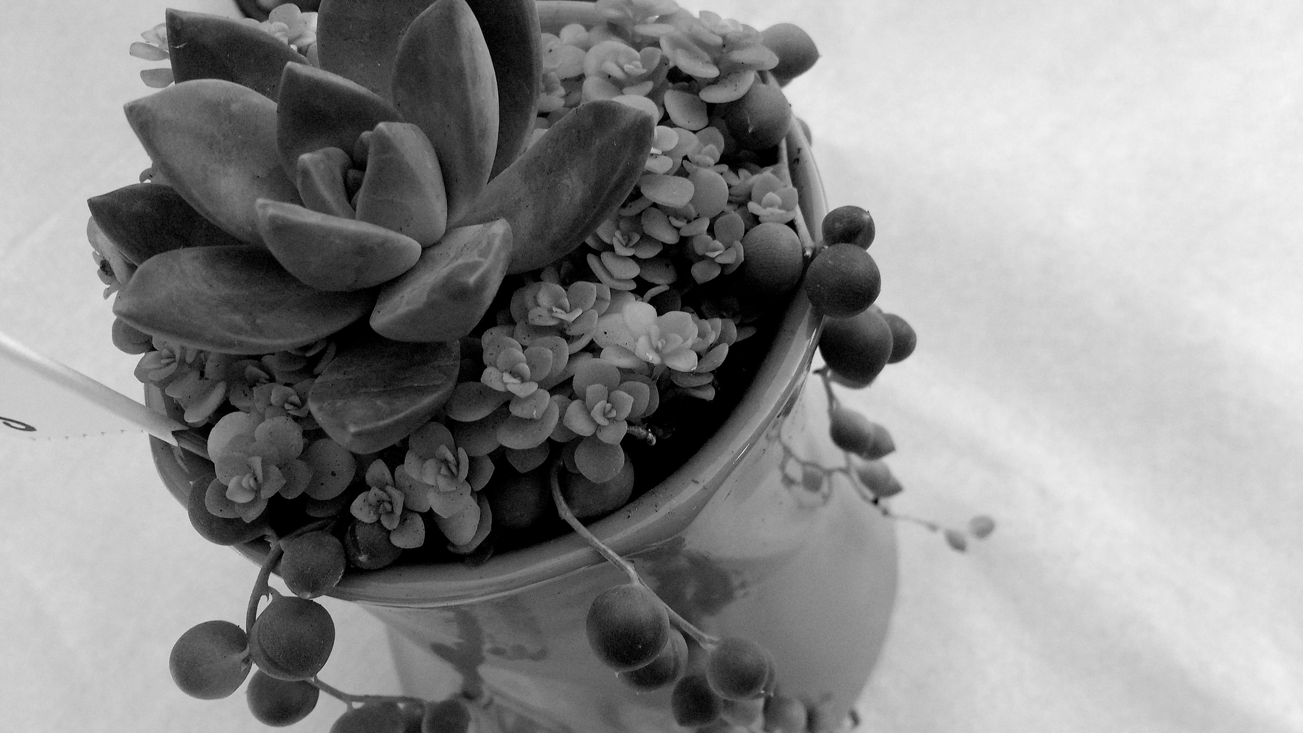 black-and-white photo of a succulent in a small arrangement