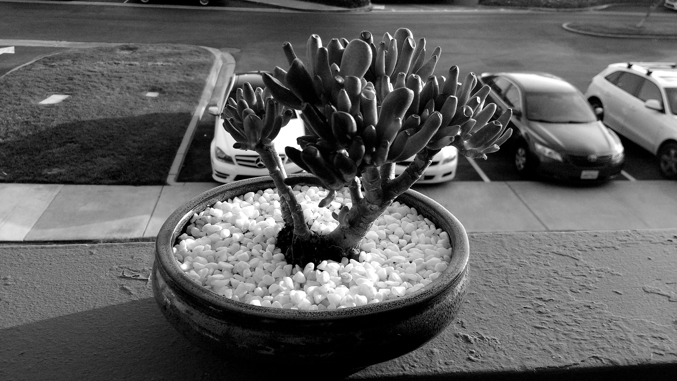 black-and-white photo of a succulent in a small arrangement