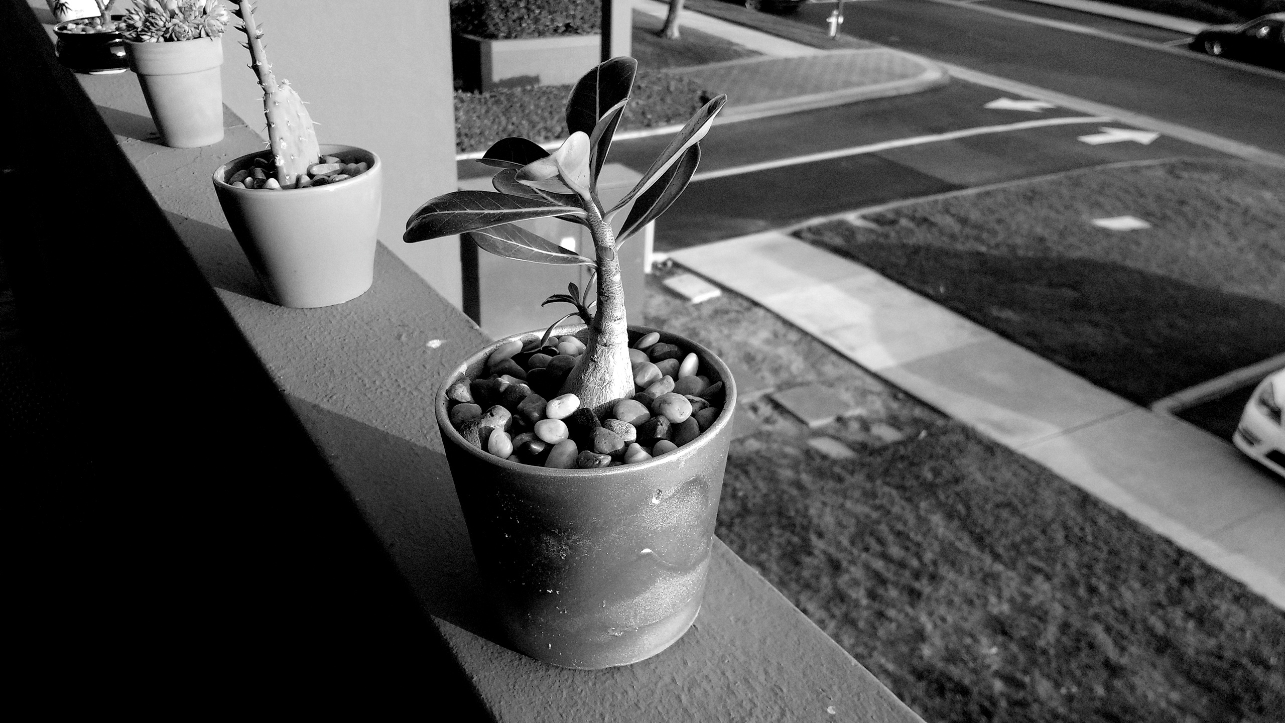 black-and-white photo of a succulent arrangement at the opening reception for Mahsa Soroudi's exhibition Nature's Cadence