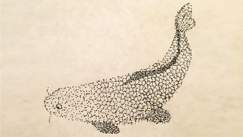 drawing of a koi fish