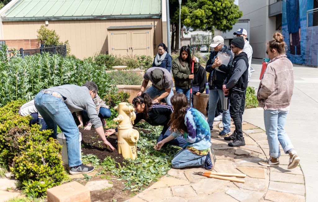 Members Of Club Grow At Work In The SMC Organic Learning Garden (OLG) On Tuesday, March 5, 2019. Club Grow Meets Every Tuesday In The OLG. Today They Are Working On Their "Composting With Cover Crop" Activity. (Glenn Zucman/The Corsair)